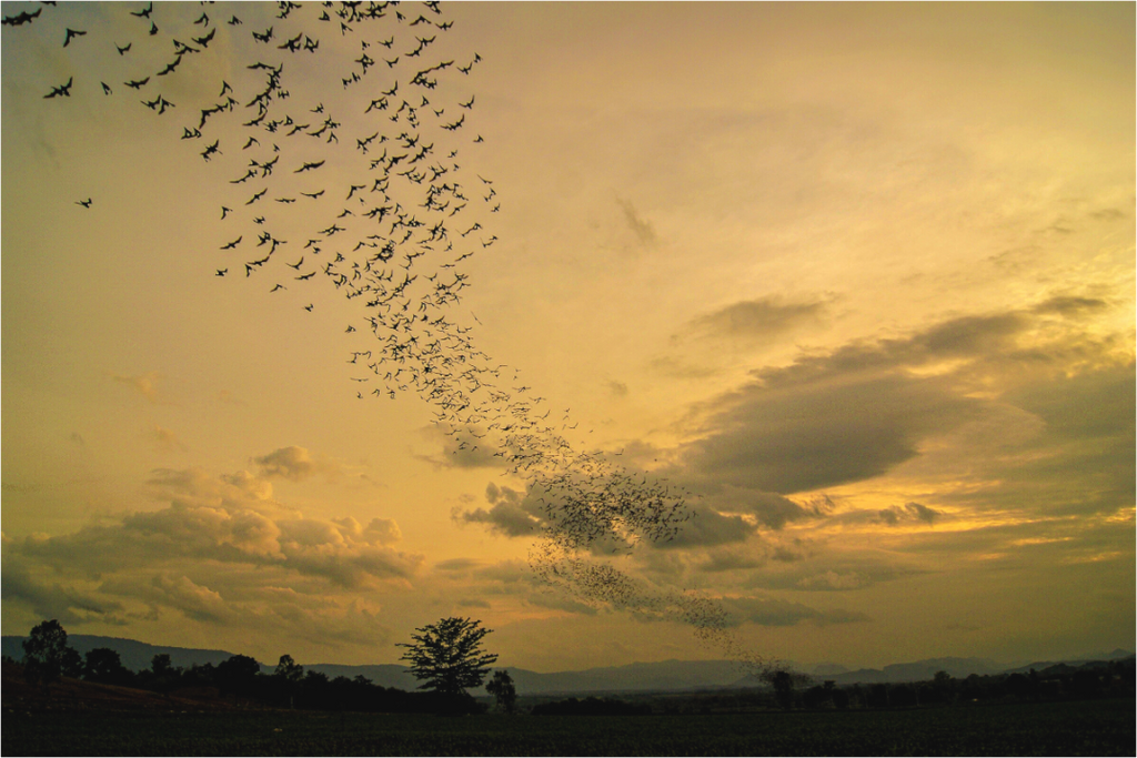 Main image Dusk Emergence