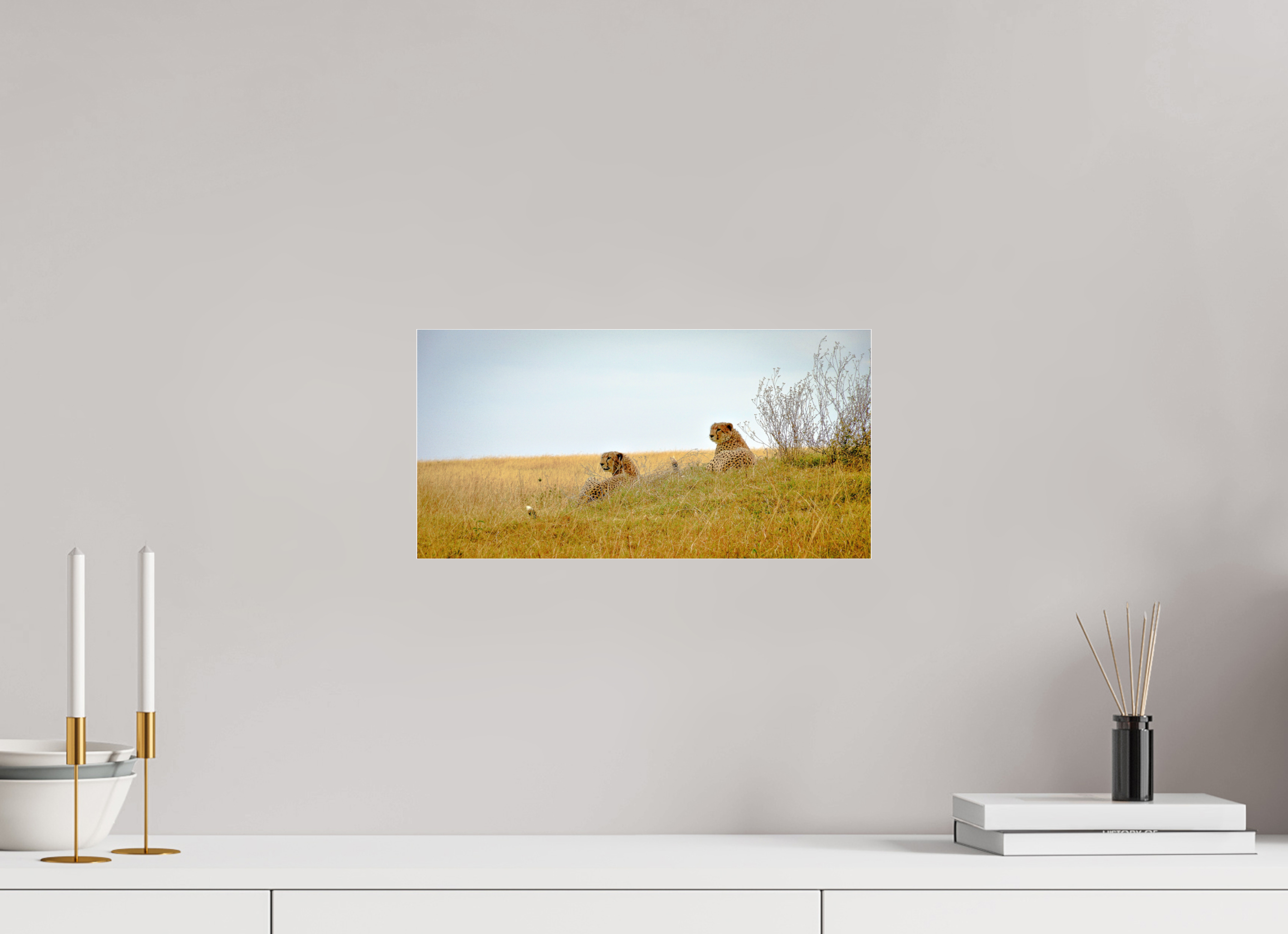 39.6 x 20 cm, Photo Print Under Acrylic Glass Cheetah Connection