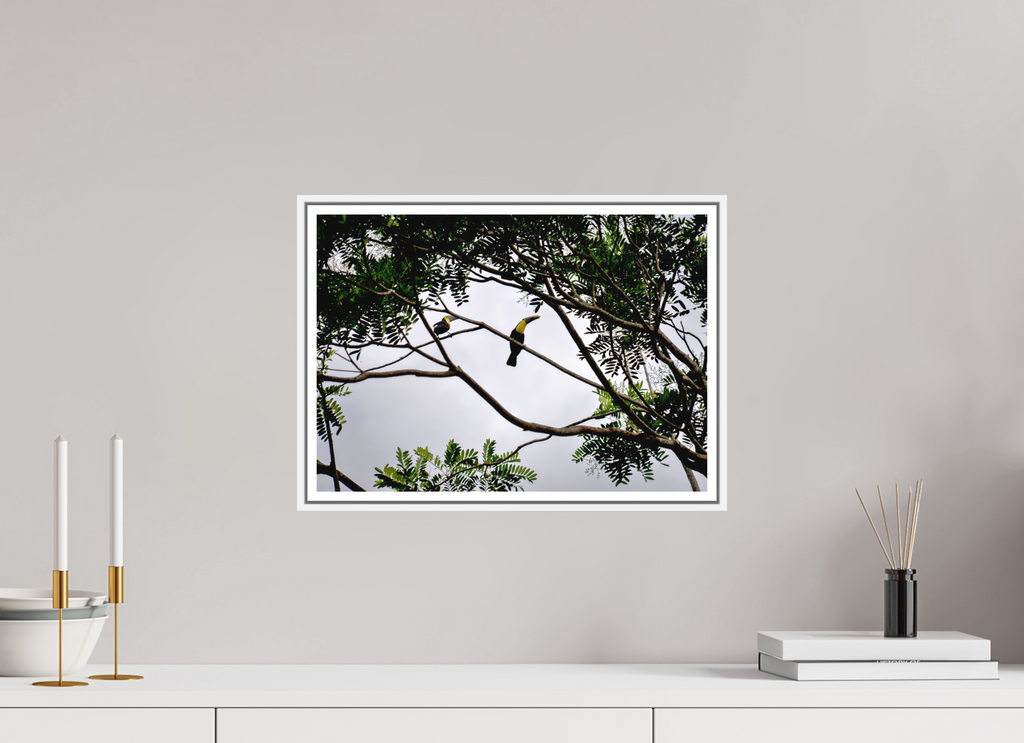 42.3 x 30 cm, Print on Forex with Frame A Hornbill on a Branch