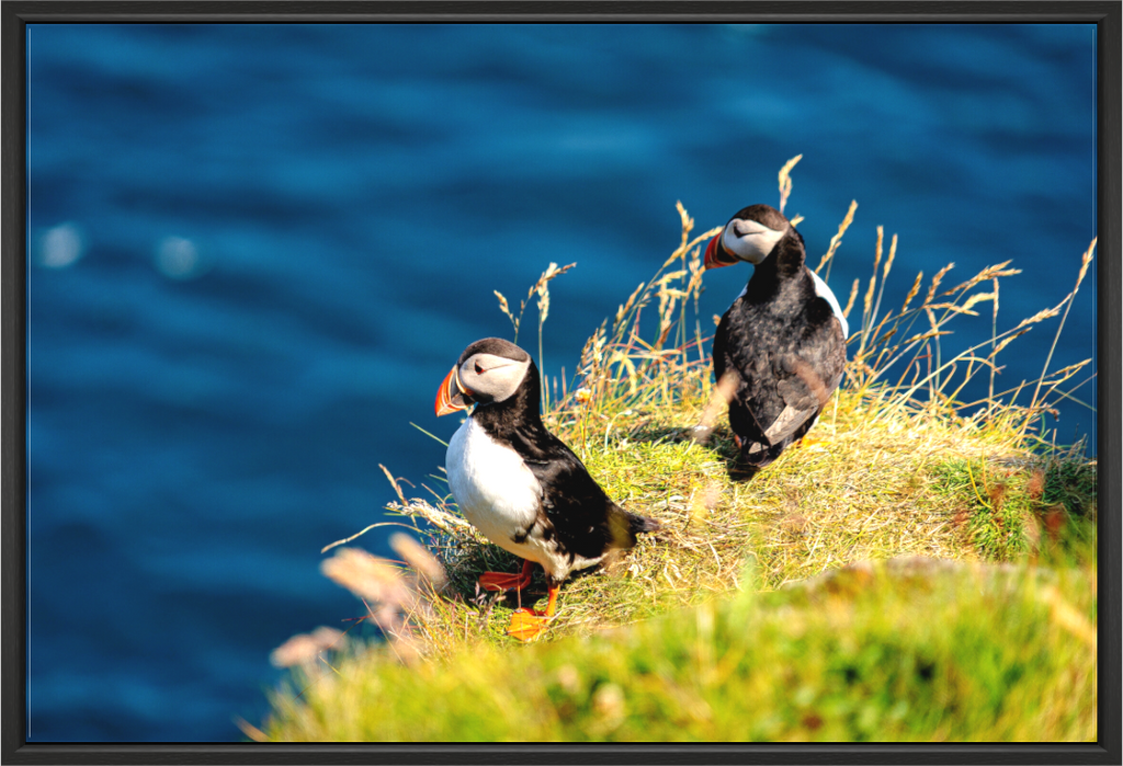 Main image Clifftop Puffins