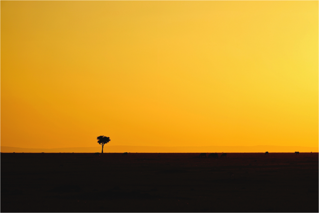 Main image Golden Sky over the African Savannah