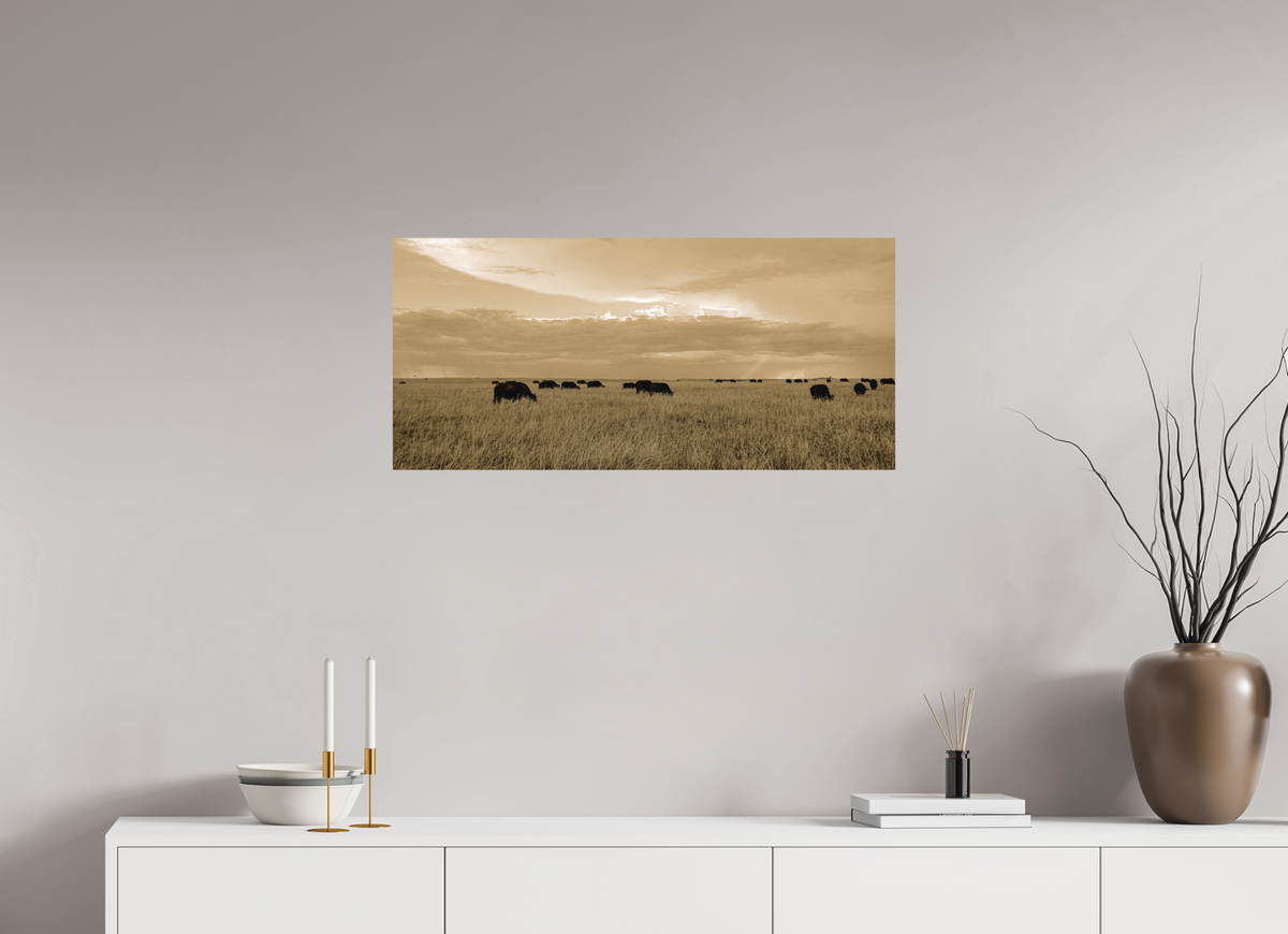 86.6 x 40 cm, Fine Art Print Smooth Grazing Herd of African Buffalo, Masai Mara, Kenya