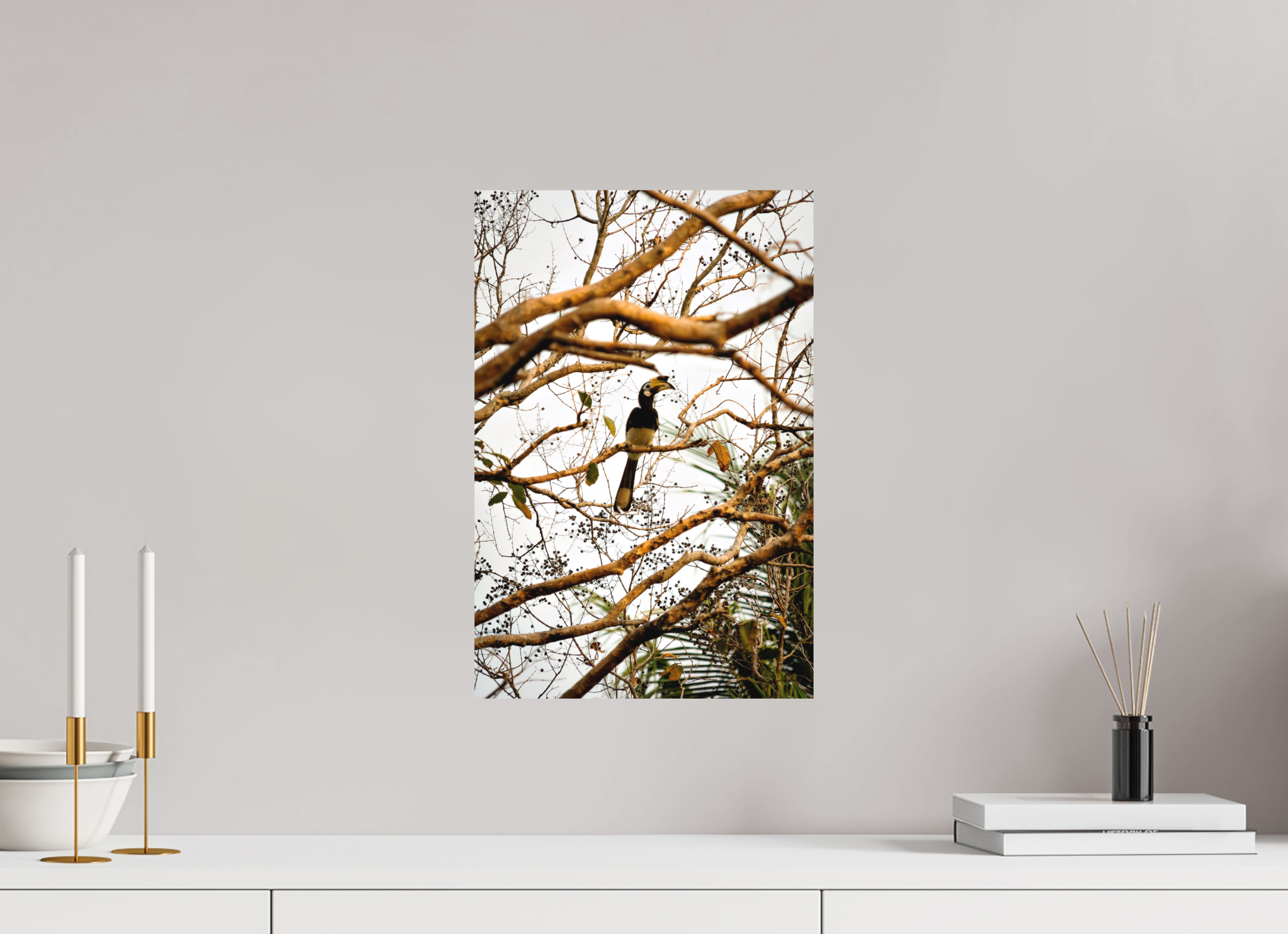 30 x 45 cm, Fine Art Print Smooth Hornbill at Rest