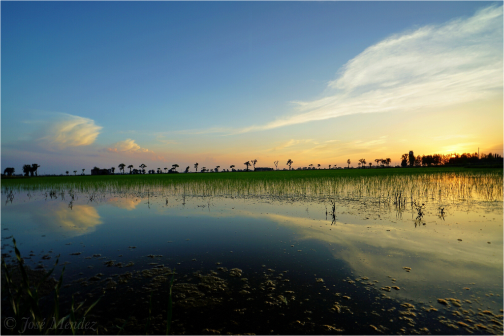 Main image Rice Fields at Dusk