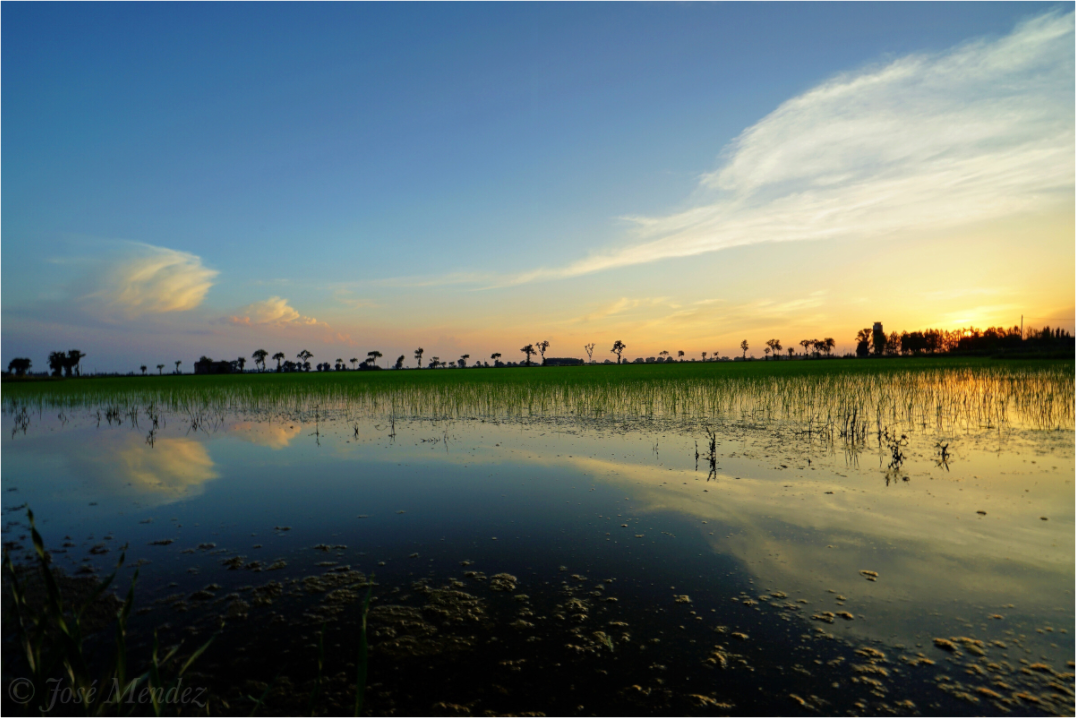 Main image Rice Fields at Dusk