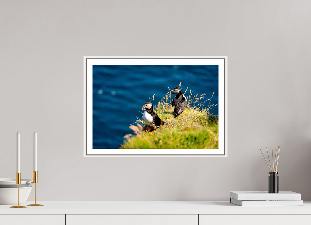 45 x 30 cm, Fine Art Print On Framed Aluminum Dibond Clifftop Puffins