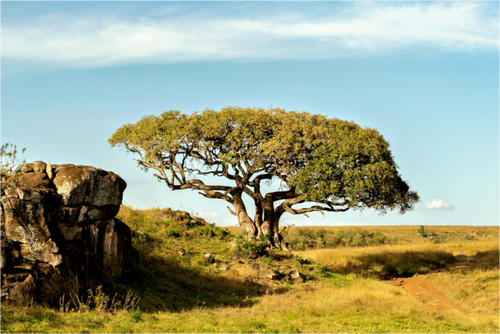Main image Her Majesty Tree