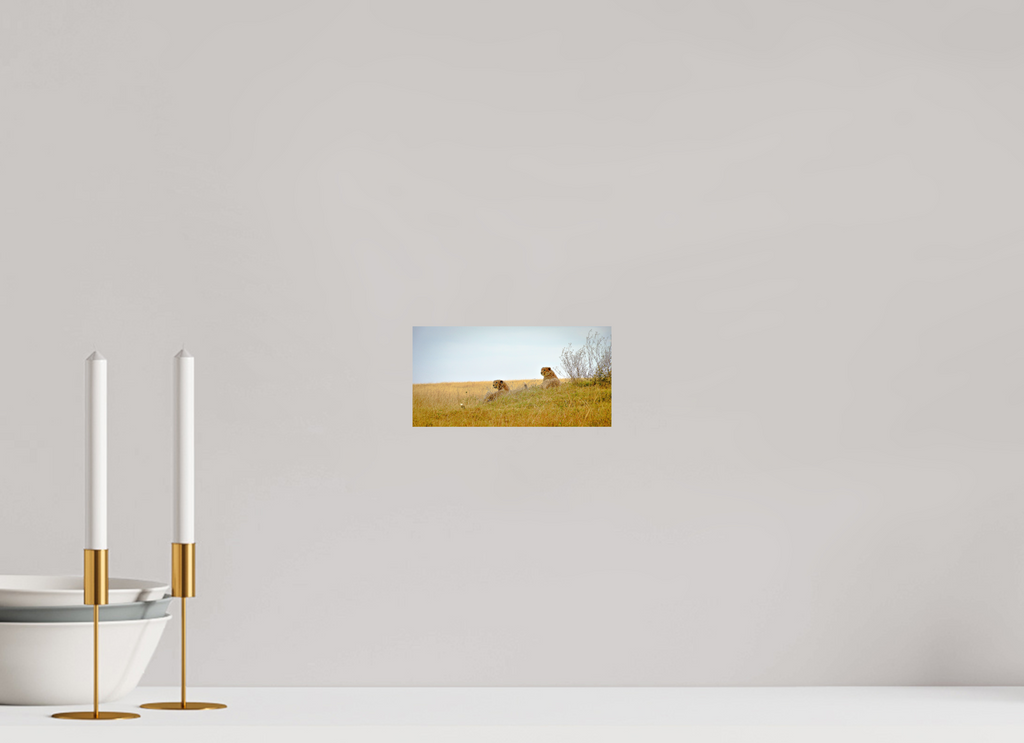 19.8 x 10 cm, Photo Print On Fuji Crystal DP II Cheetah Connection