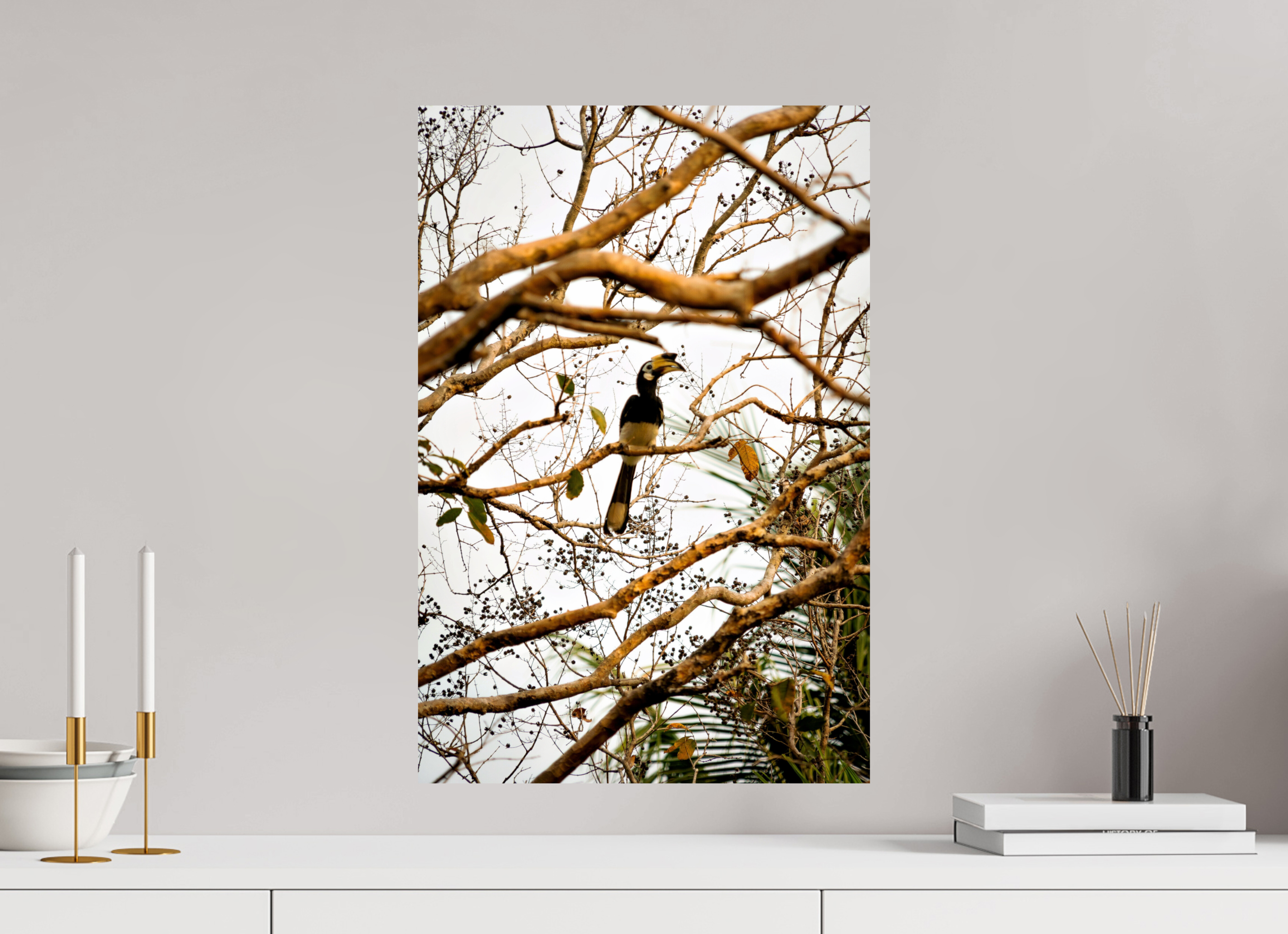 40 x 60 cm, Photo Print On Fuji Crystal DP II Hornbill at Rest