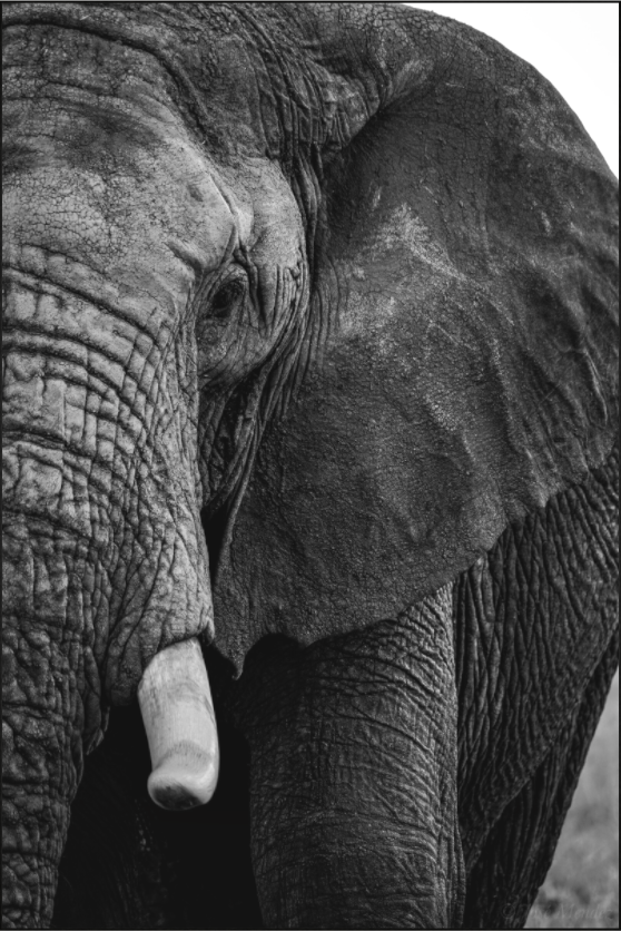 Main image The Hidden Side of Elephants