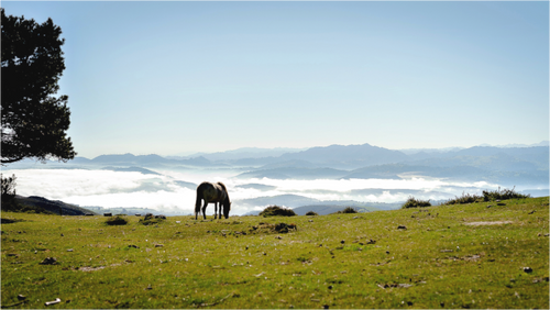 Main image A Horse with a View