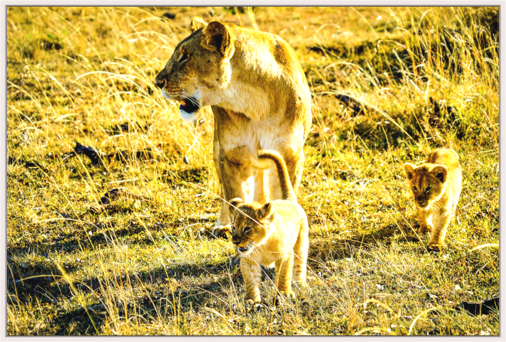 Main image Savanna Legacy