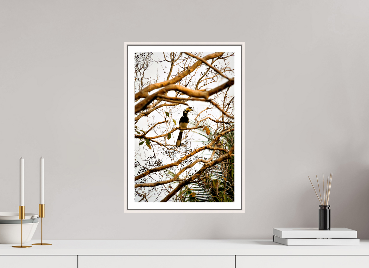 30 x 45 cm, Fine Art Print On Framed Aluminum Dibond Hornbill at Rest