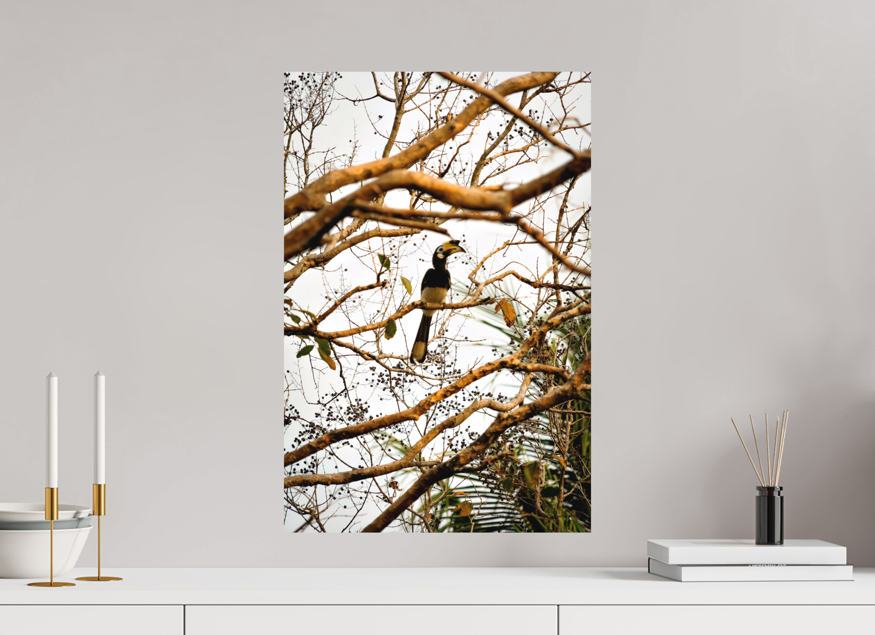 40 x 60 cm, Fine Art Print Smooth Hornbill at Rest