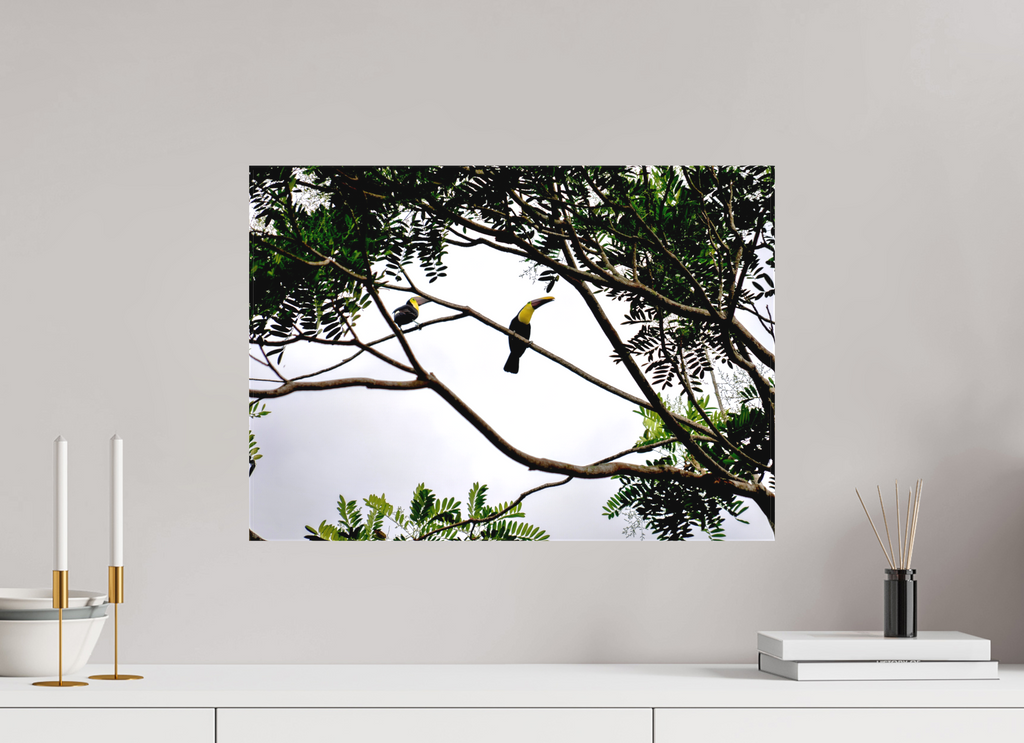 56.5 x 40 cm, Matte Canvas on Stretcher Frame A Hornbill on a Branch