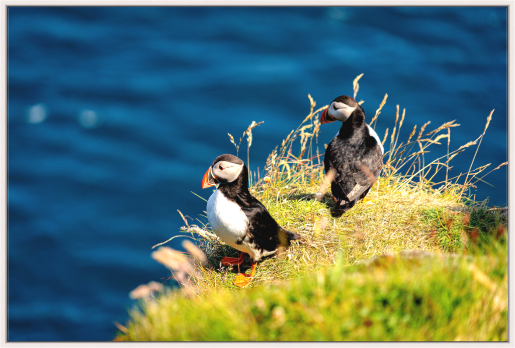 Main image Clifftop Puffins