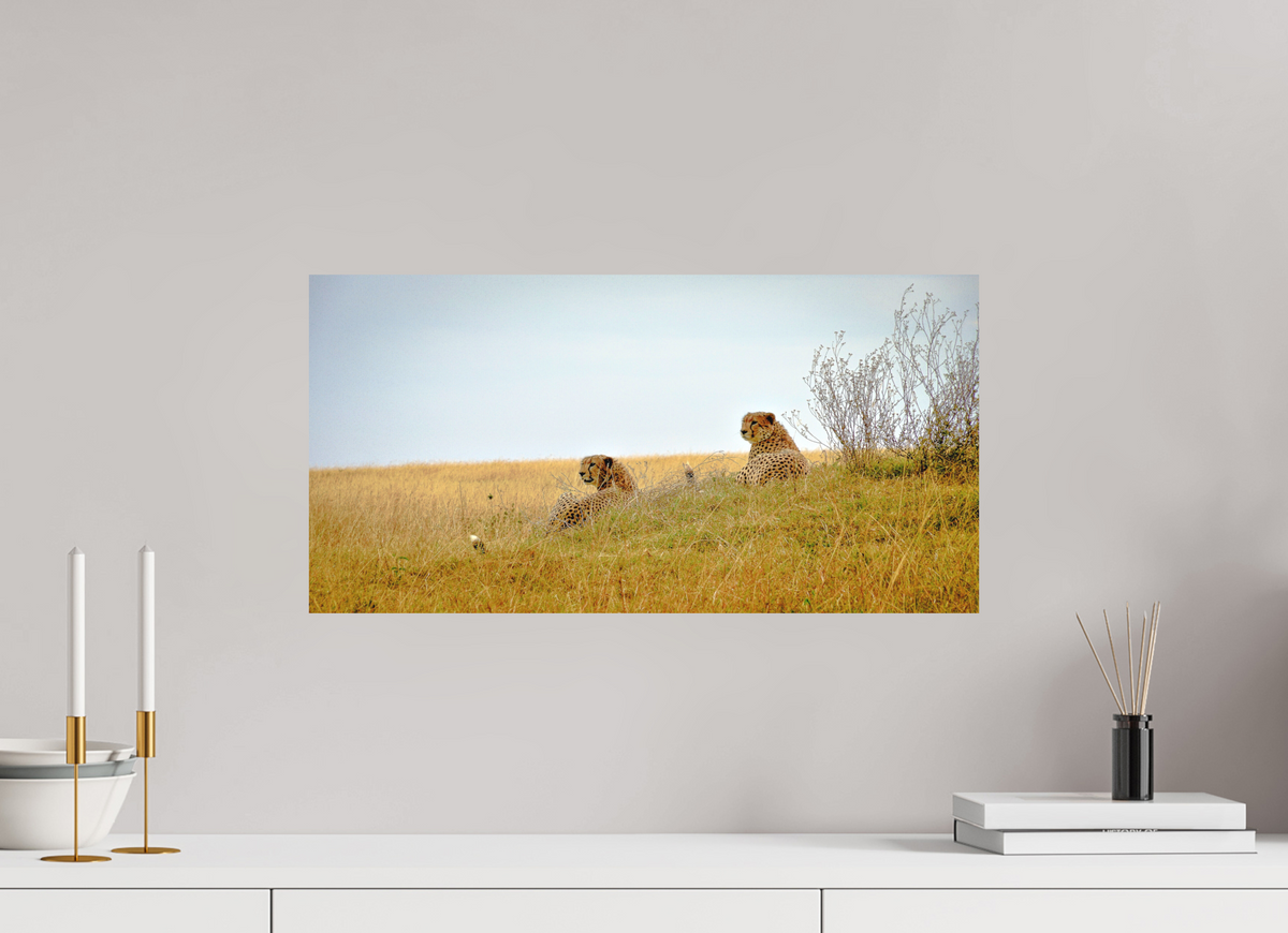59.3 x 30 cm, Fine Art Print Smooth Cheetah Connection
