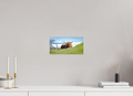 28.9 x 15 cm, Fine Art Print Smooth Highland Cow of the Faroe Islands