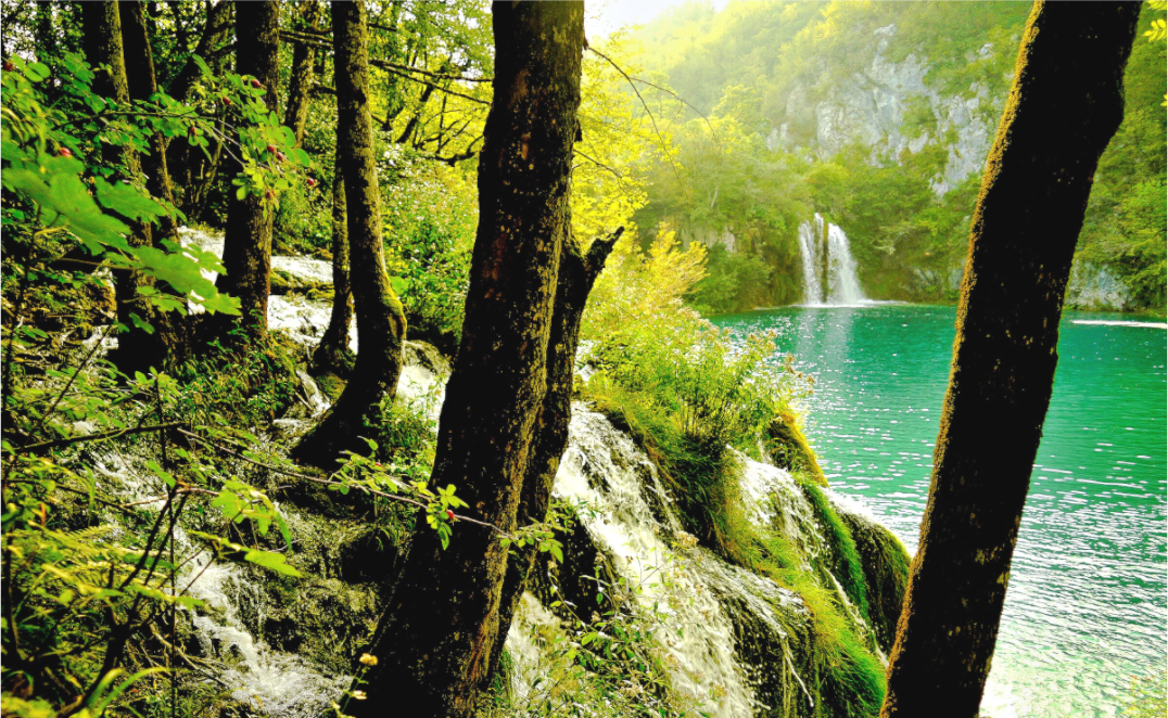 Main image A Lush Forest in Tears