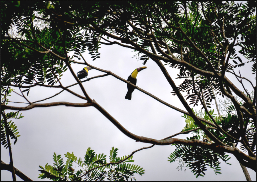 Main image A Hornbill on a Branch