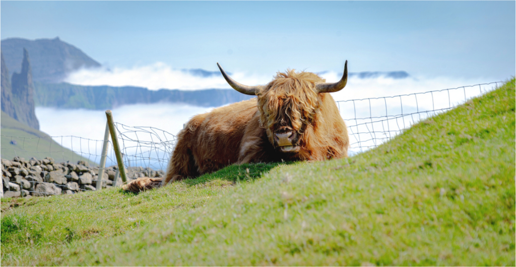 Main image Highland Cow of the Faroe Islands