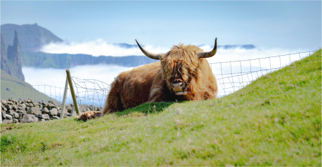 Main image Highland Cow of the Faroe Islands