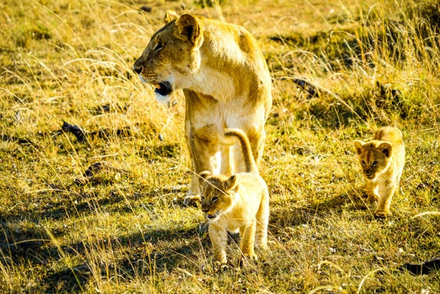 Savanna Legacy