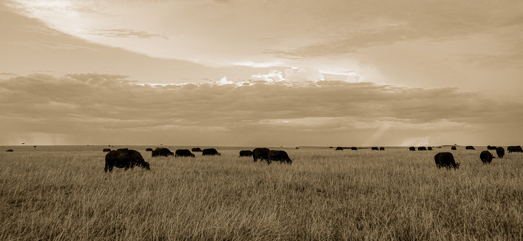 Main image Grazing Herd of African Buffalo, Masai Mara, Kenya