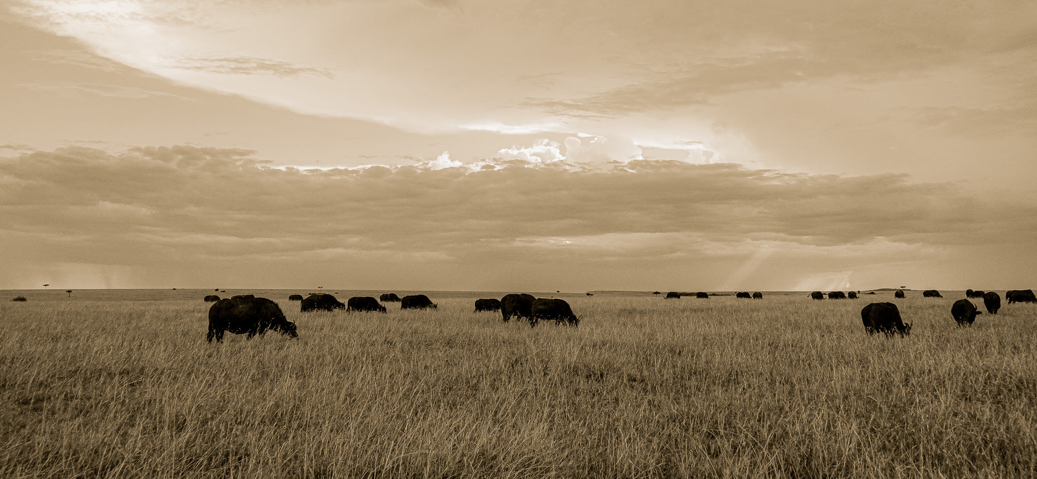 Main image Grazing Herd of African Buffalo, Masai Mara, Kenya