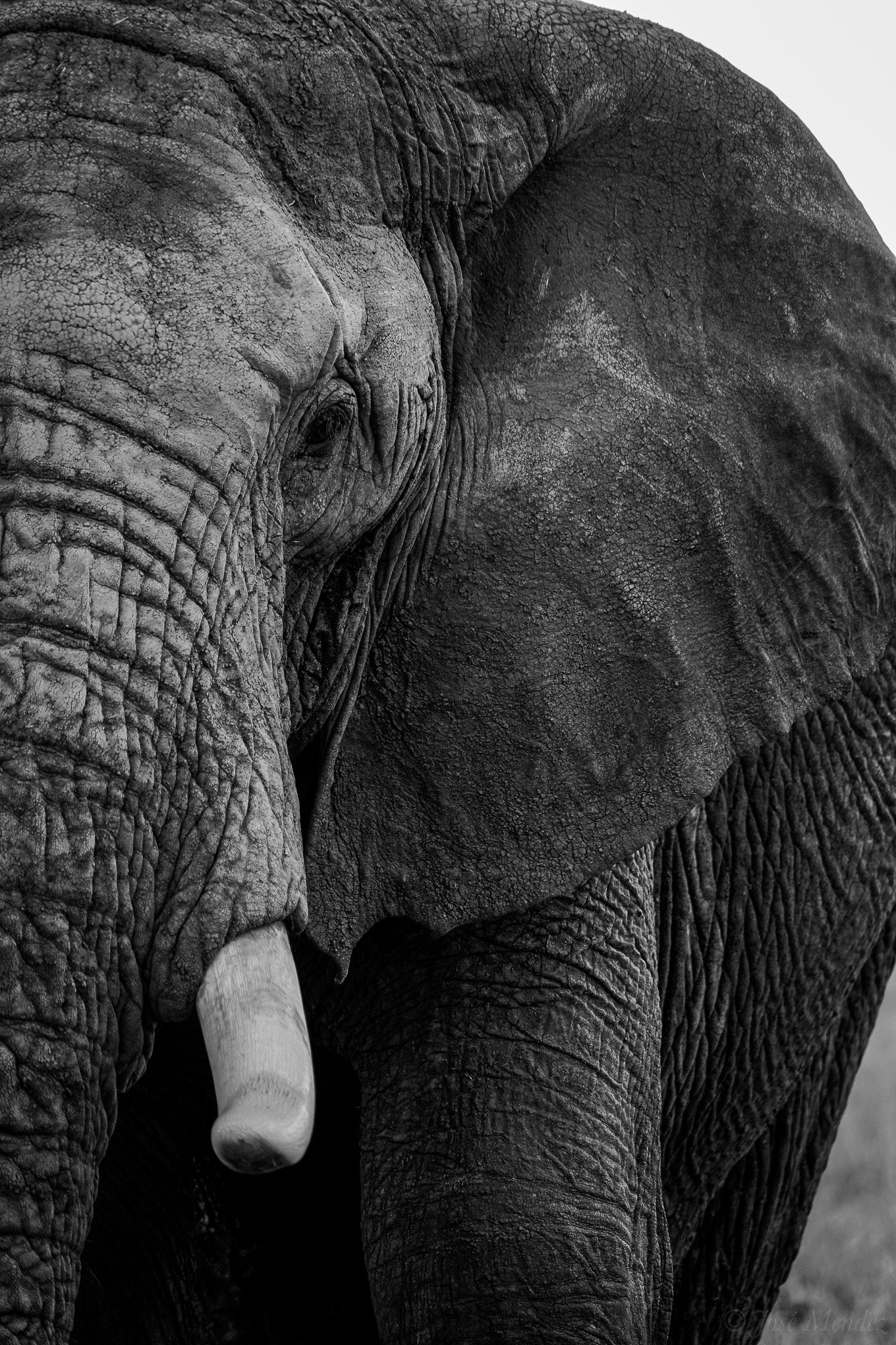 Main image The Hidden Side of the Elephant