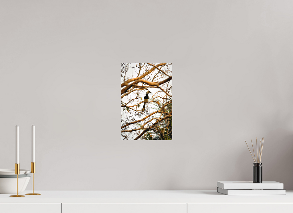 20 x 30 cm, Fine Art Print Smooth Hornbill at Rest