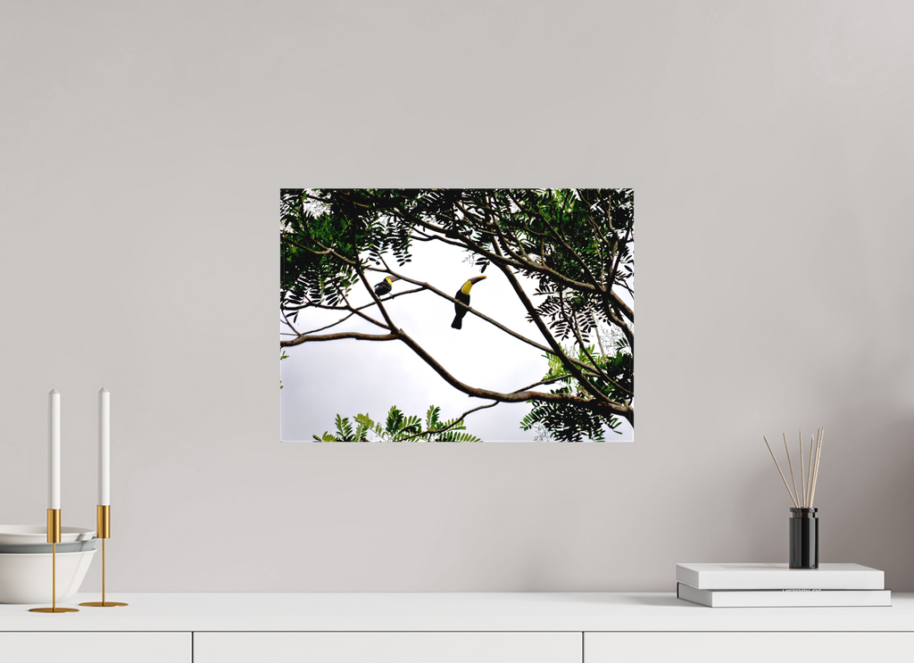 42.3 x 30 cm, Matte Canvas on Stretcher Frame A Hornbill on a Branch