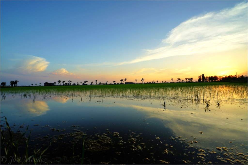 Main image Rice Fields at Twilight
