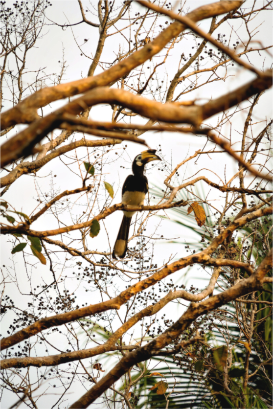 Main image Hornbill at Rest