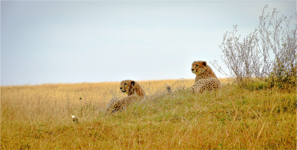 Main image Cheetah Connection