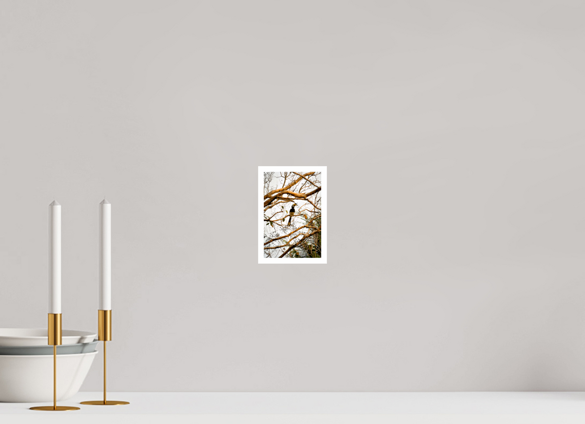 10 x 15 cm, Fujiflex High Gloss with 1 cm Border Hornbill at Rest