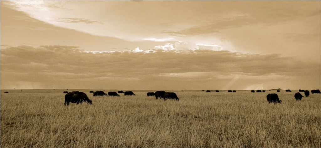 Main image Grazing Herd of African Buffalo, Masai Mara, Kenya