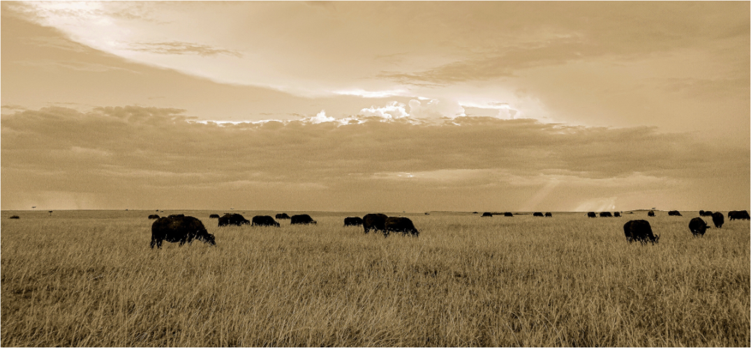Main image Grazing Herd of African Buffalo, Masai Mara, Kenya