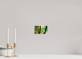 16.2 x 10 cm, Fine Art Print Smooth A Lush Forest in Tears