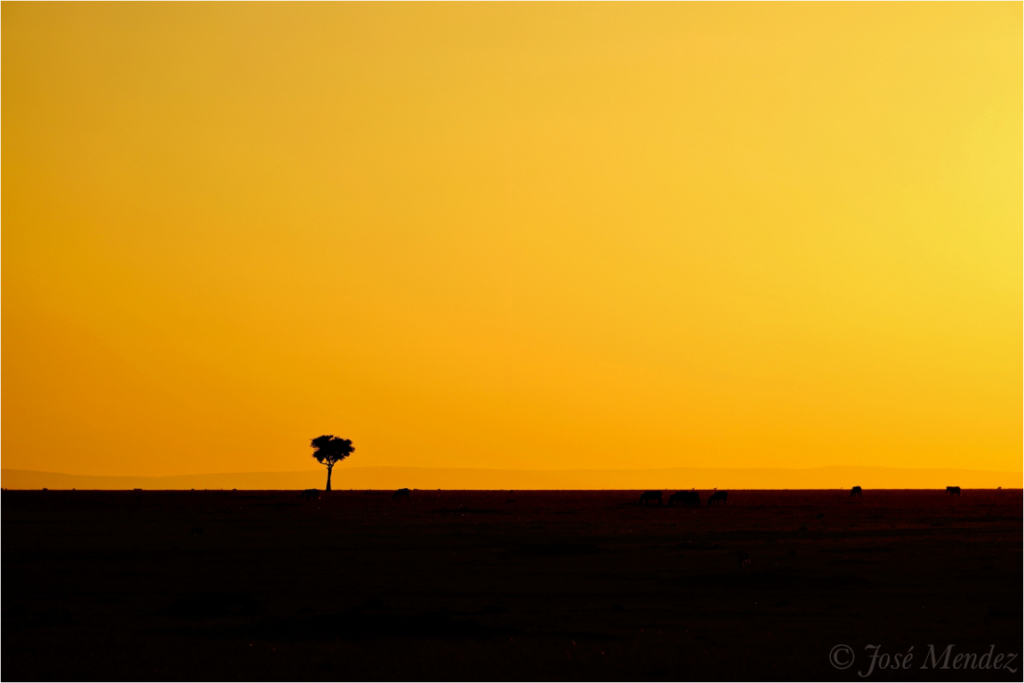 Main image Acacia Tree at Twilight
