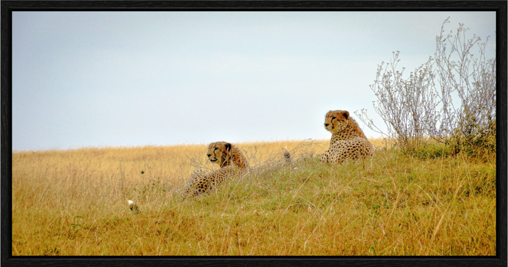 Main image Cheetah Connection