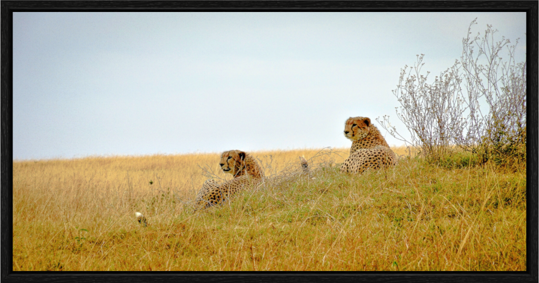 Main image Cheetah Connection